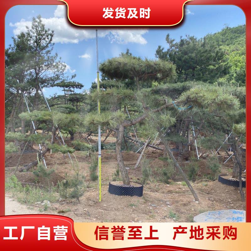 【造型松】-造型池松生产厂家专业生产团队