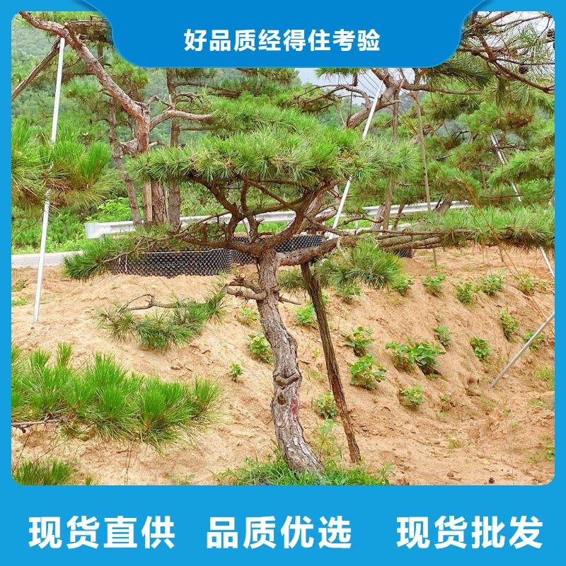 造型松-造型松价格使用方法工厂价格