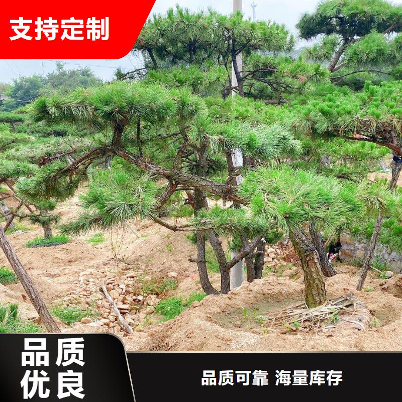 造型松自有厂家品质过硬