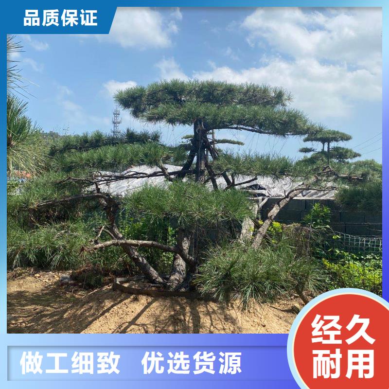 【造型松古桩客户信赖的厂家】当地供应商