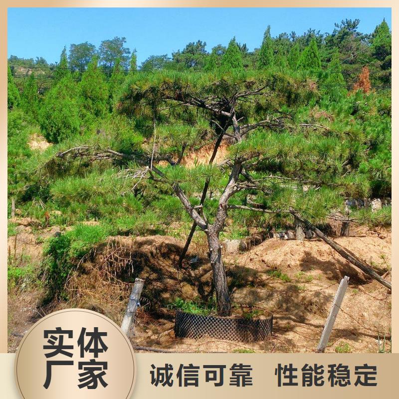 造型松造型松价格质量优价格低品质好才是硬道理