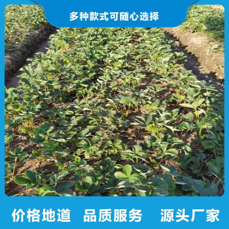 草莓苗苹果树苗源头把关放心选购放心选购