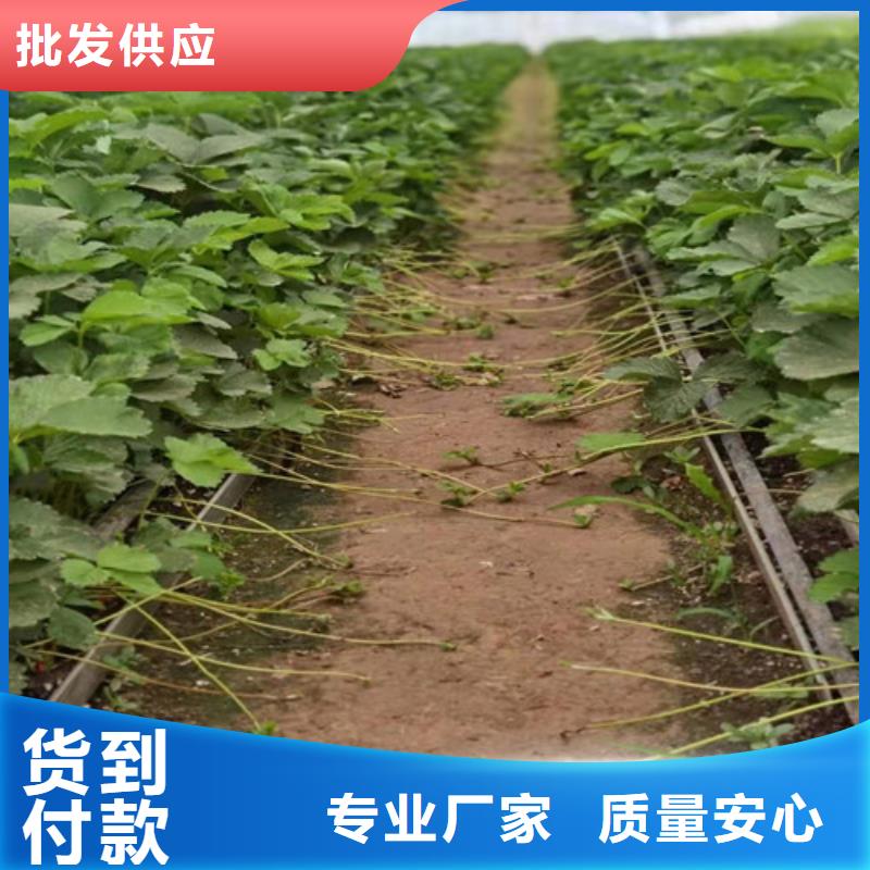 草莓苗-嘎啦苹果苗优选货源本地服务商