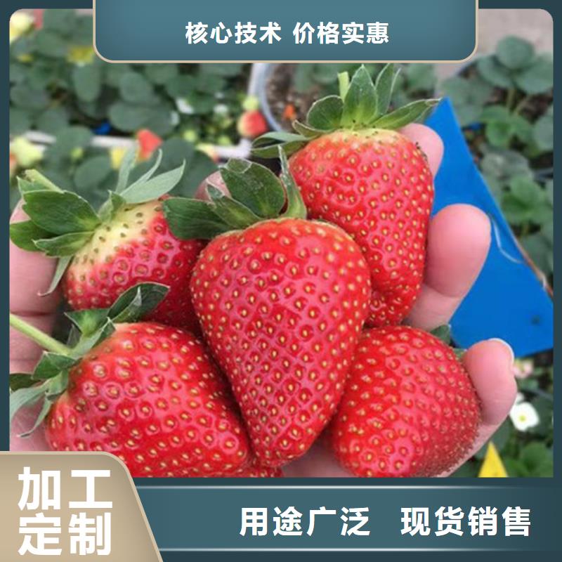 草莓苗【薄壳板栗苗】畅销本地同城公司
