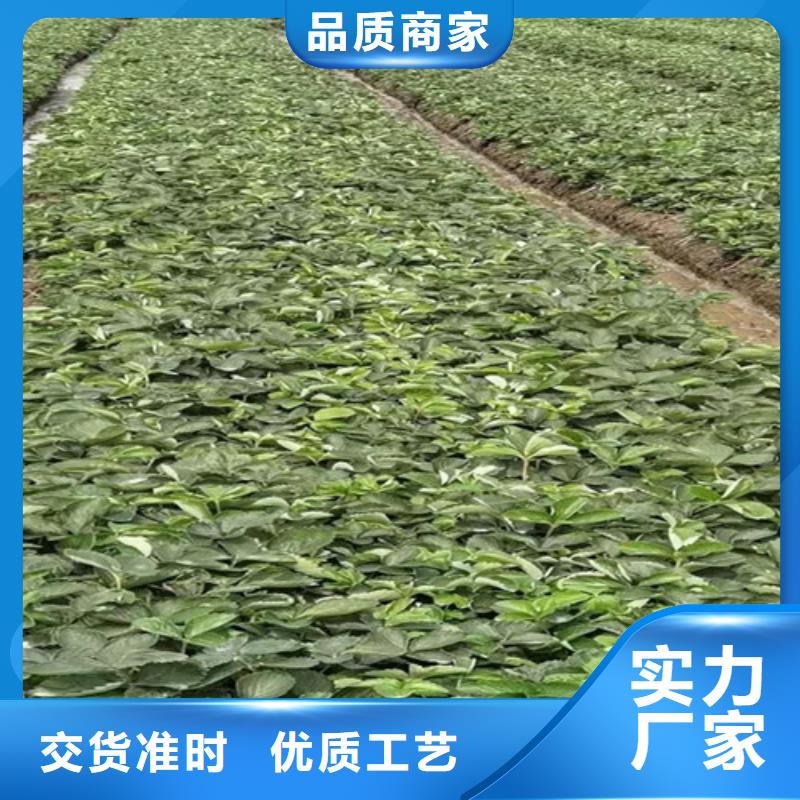【草莓苗】猕猴桃苗品质卓越本地服务商