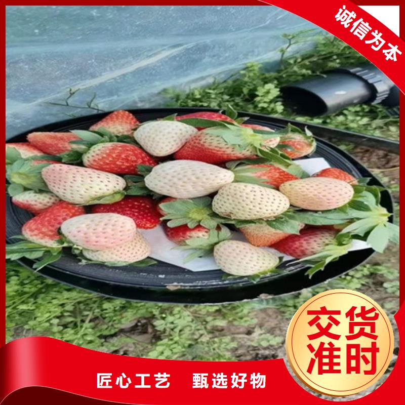 【草莓苗】花椒苗用心做好细节同城供应商