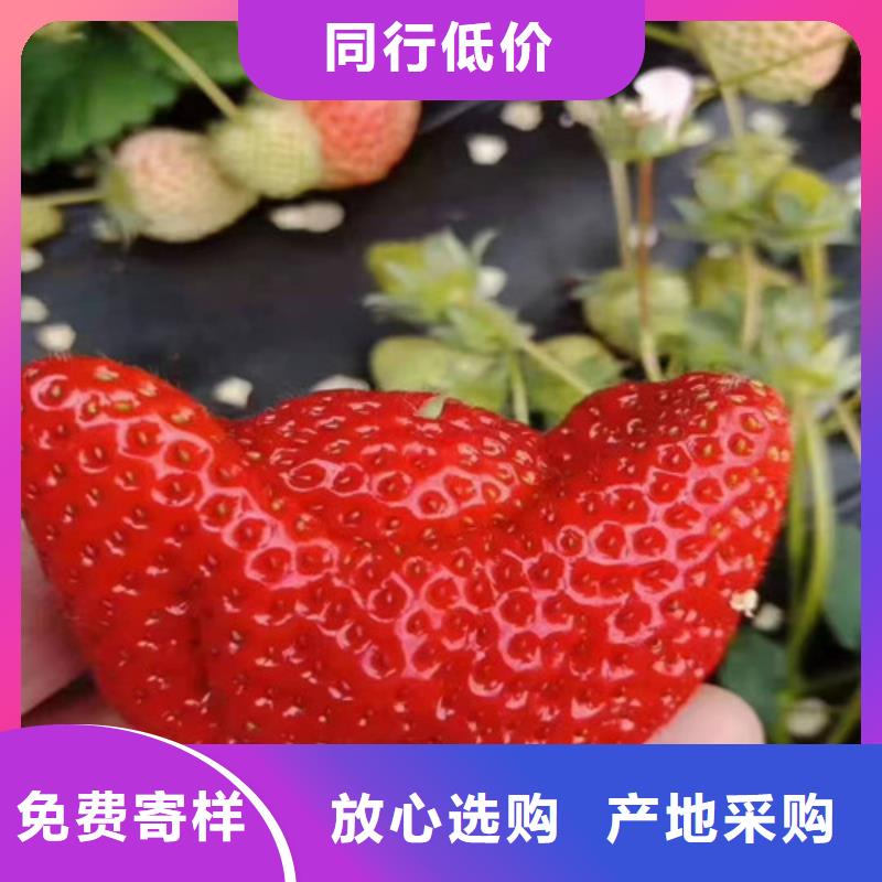 草莓苗,樱桃树苗源厂直销细节决定品质