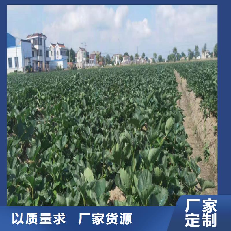 草莓苗_葡萄苗厂家案例产地厂家直销