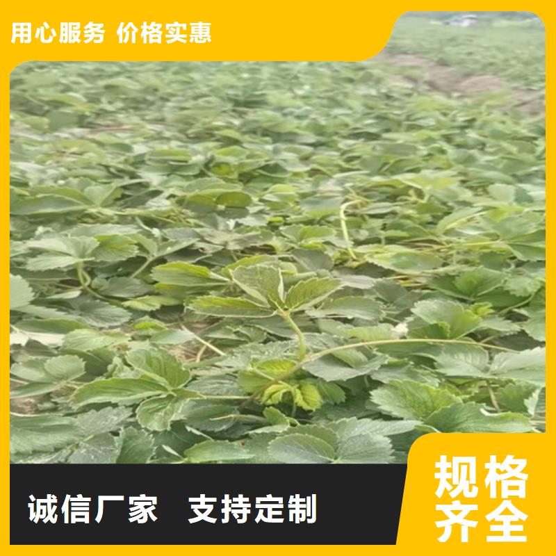 草莓苗大金星山楂苗用心制造欢迎新老客户垂询