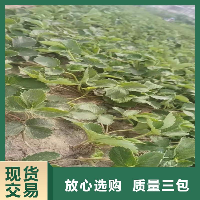 草莓苗_西瓜苗让客户买的放心本地经销商
