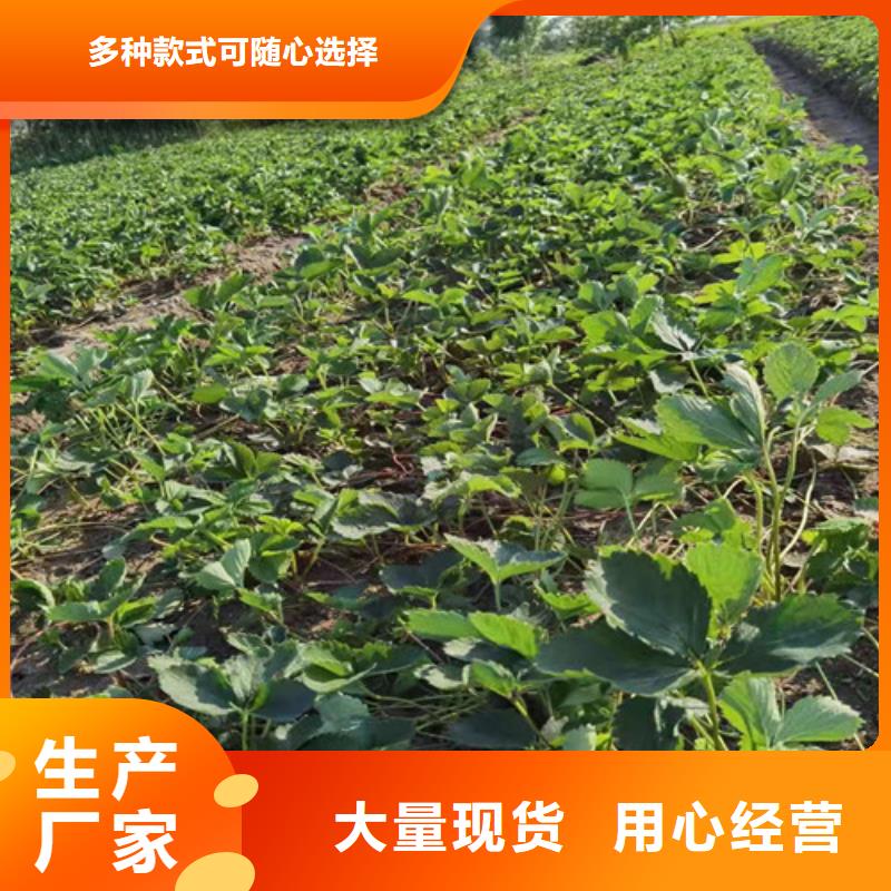 草莓苗冬枣苗多行业适用批发价格