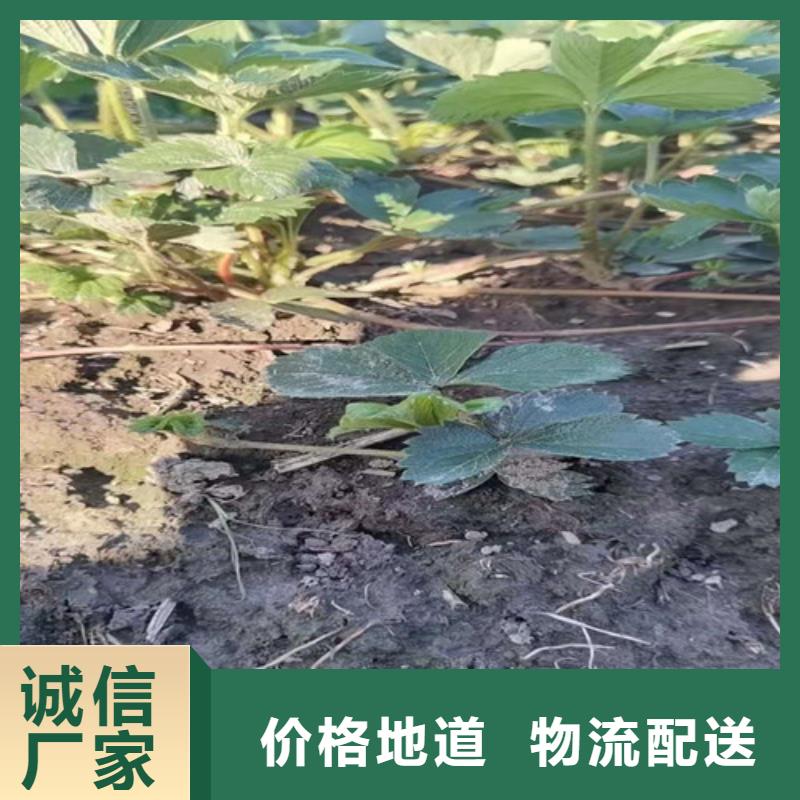 草莓苗油桃苗款式多样产地货源