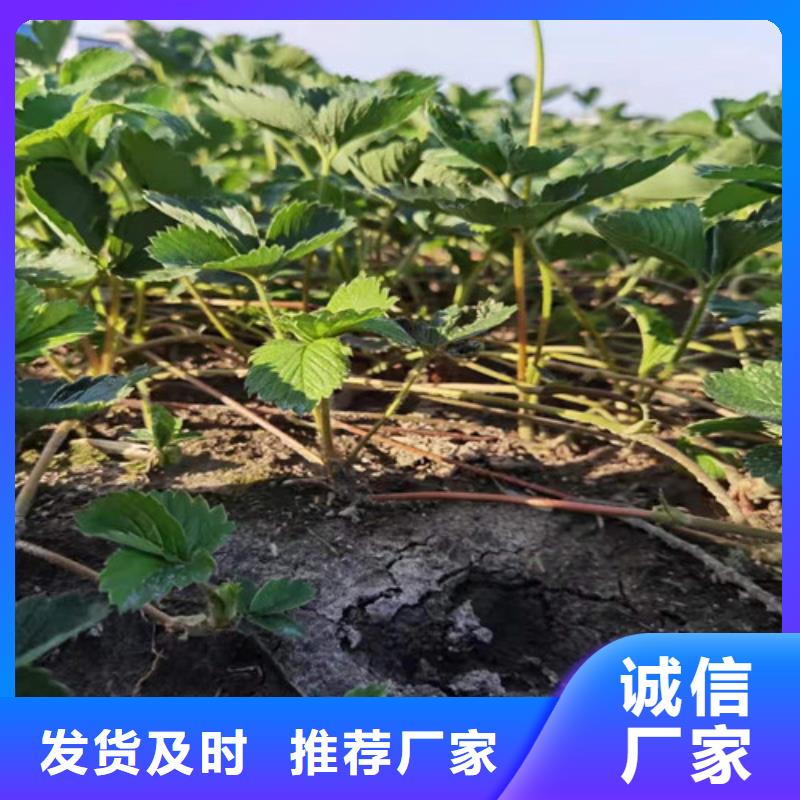 【草莓苗奥红一号定制零售批发】实力工厂