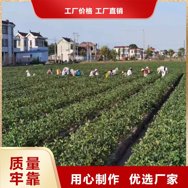草莓苗,无花果苗产品细节参数本地生产商