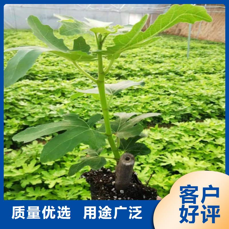无花果_花椒苗型号全价格低发货及时