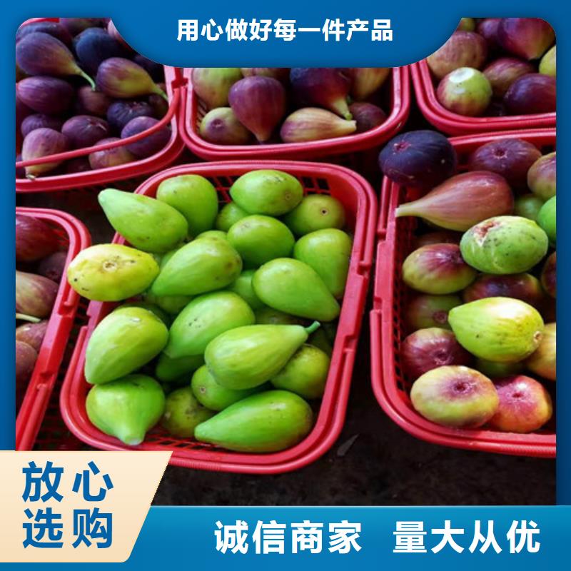 无花果蟠桃苗现货充足量大优惠当地供应商
