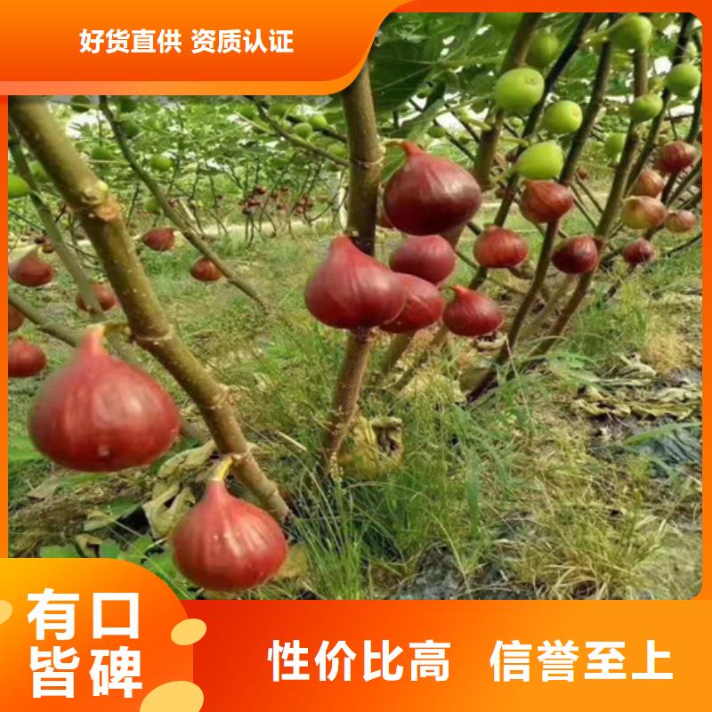 无花果苹果苗实力厂商设计制造销售服务一体