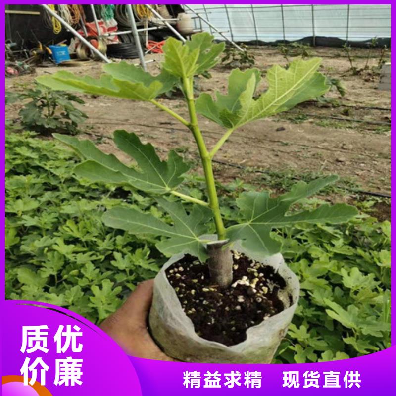 无花果_软枣猕猴桃苗出货快本地生产商