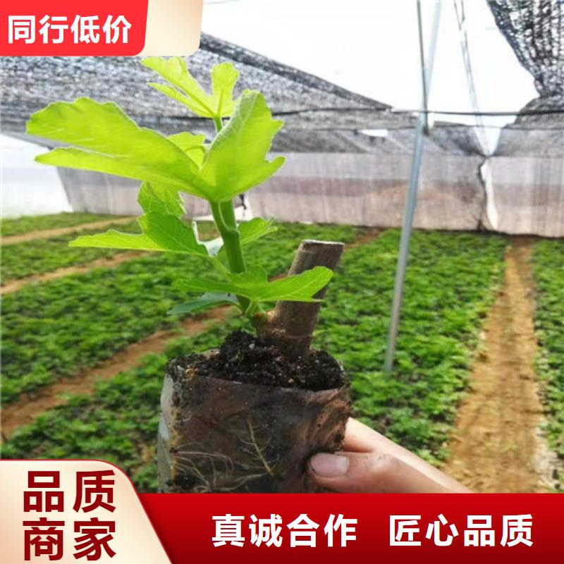 【无花果】红耔山楂苗专业生产团队货源足质量好
