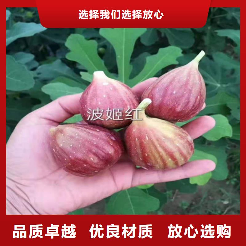 无花果【葡萄苗】实力才是硬道理定制销售售后为一体