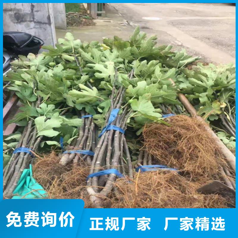 无花果秋月梨苗价格实在本地生产商
