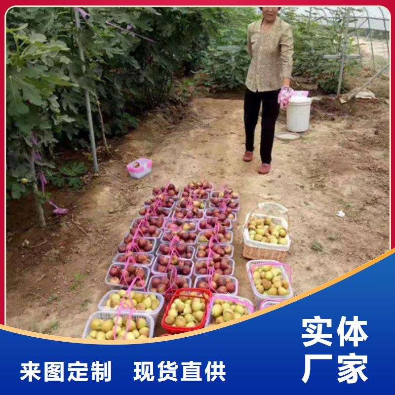 【无花果】山楂苗厂家质量过硬同城制造商