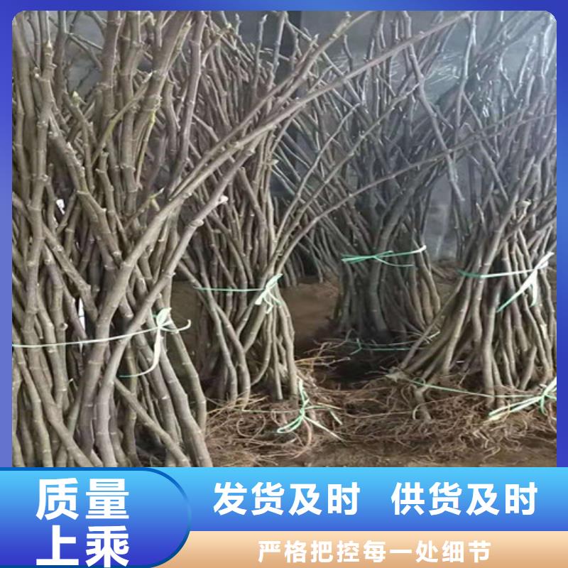 无花果苹果苗多种规格供您选择当地服务商