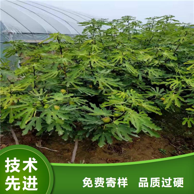 无花果苹果树苗现货供应本地生产商