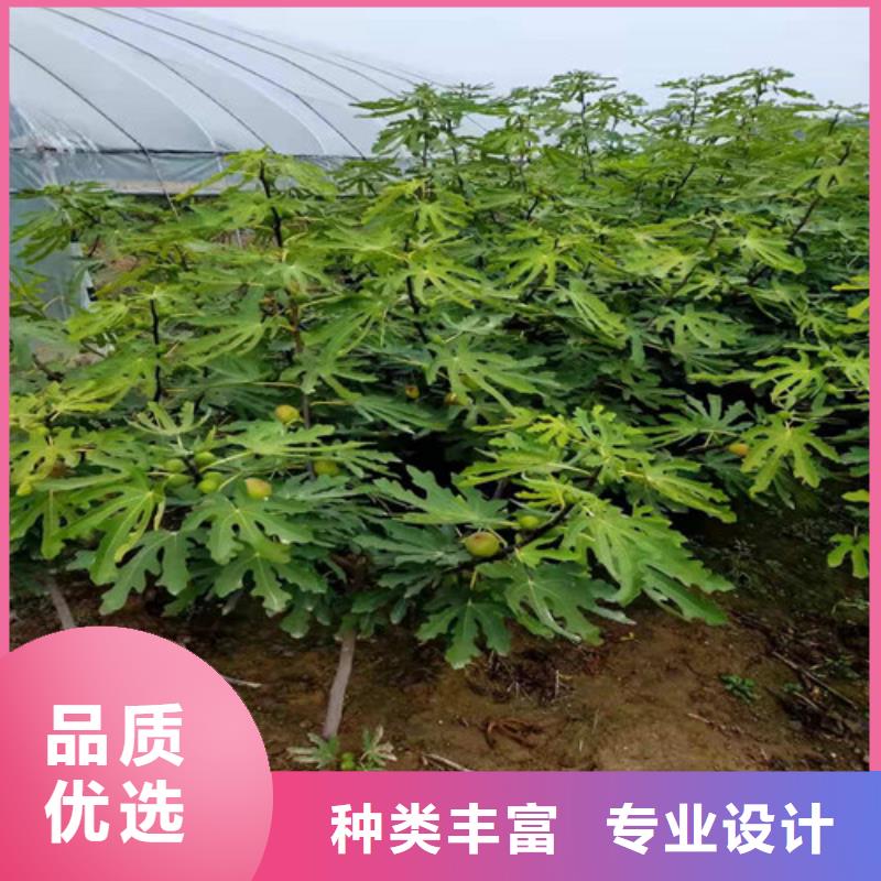 无花果-大棚草莓苗源厂供货同城经销商