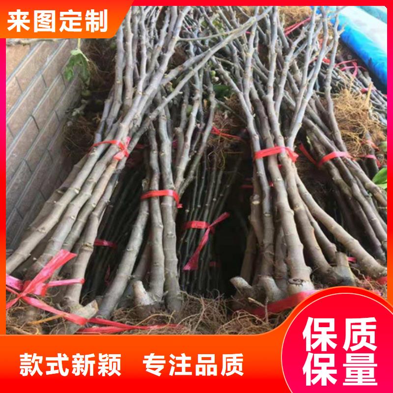 【无花果冬枣苗敢与同行比服务】丰富的行业经验