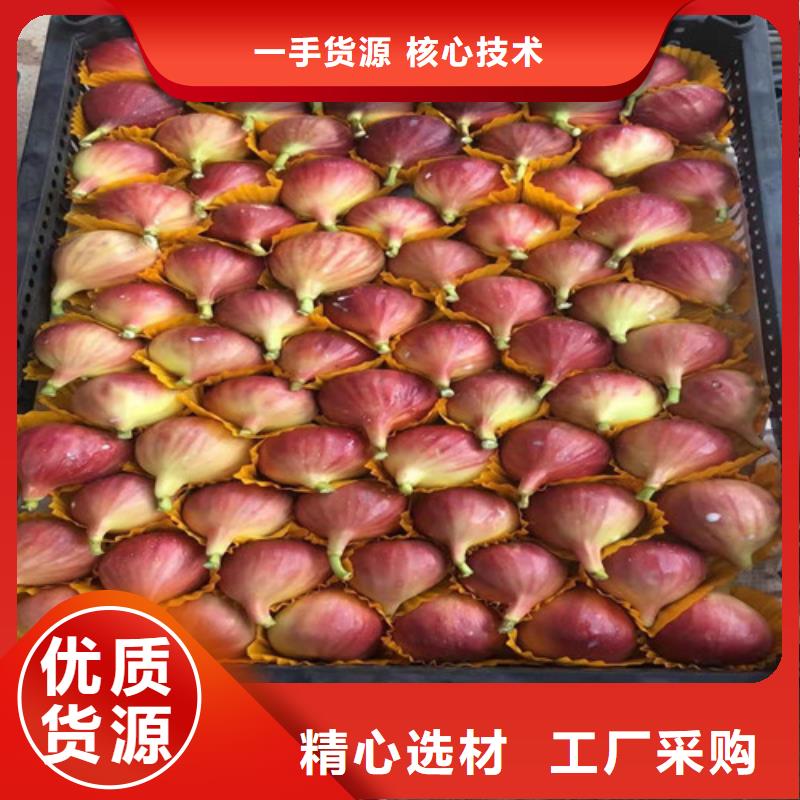 无花果葡萄苗制造厂家品质优良