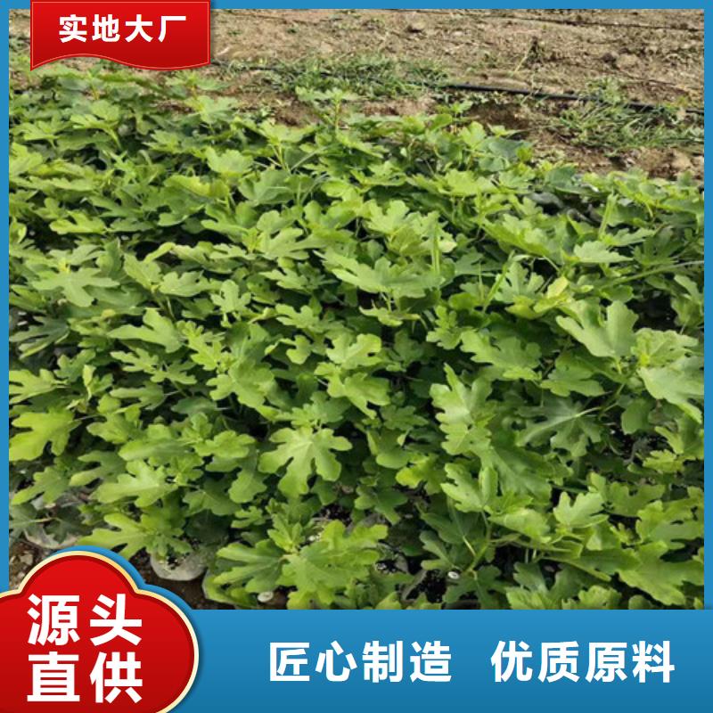 无花果无花果苗一对一为您服务货品齐全