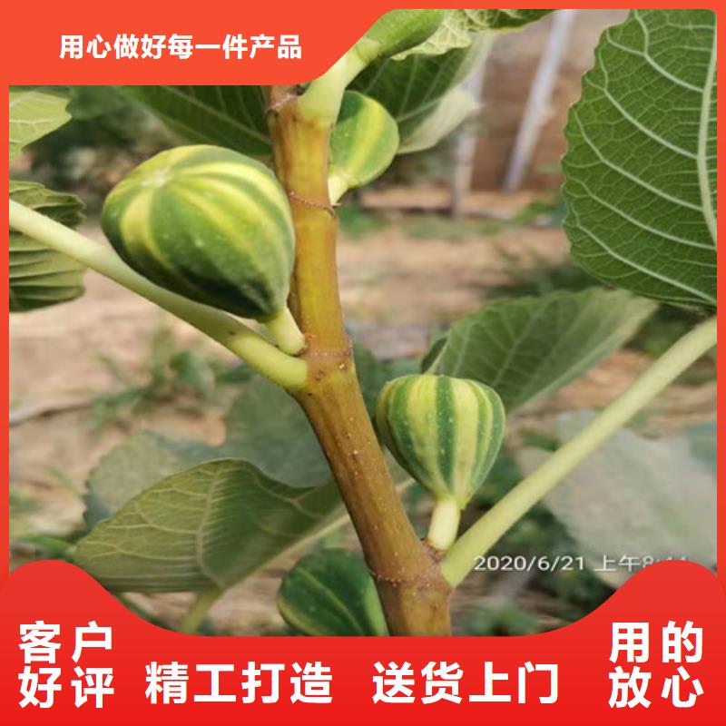 无花果无花果苗诚信可靠实体诚信经营