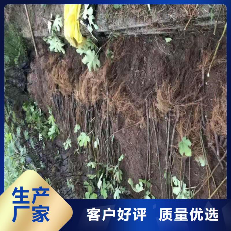 无花果-烟福8苹果苗可定制有保障本地经销商