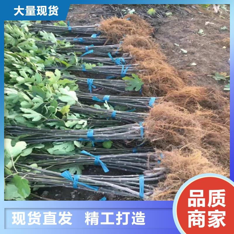 【无花果】杏苗真诚合作货源足质量好
