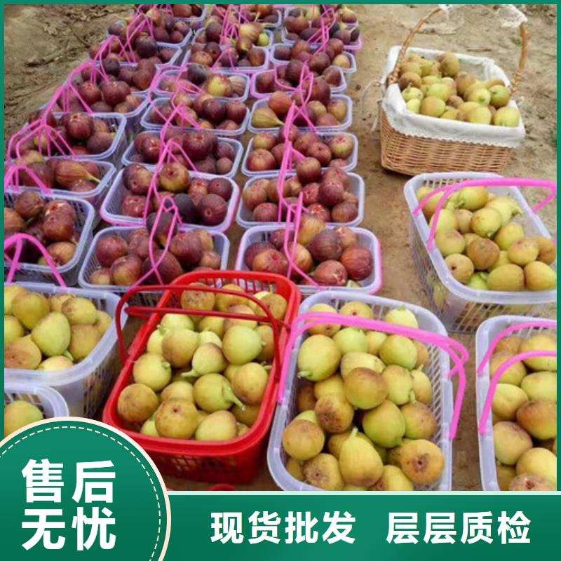 无花果,【烟福8苹果苗】好产品有口碑本地生产商