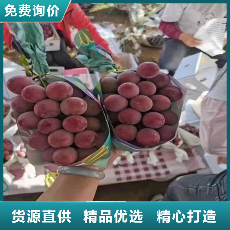 葡萄-【樱桃苗】好品质经得住考验现货齐全售后无忧