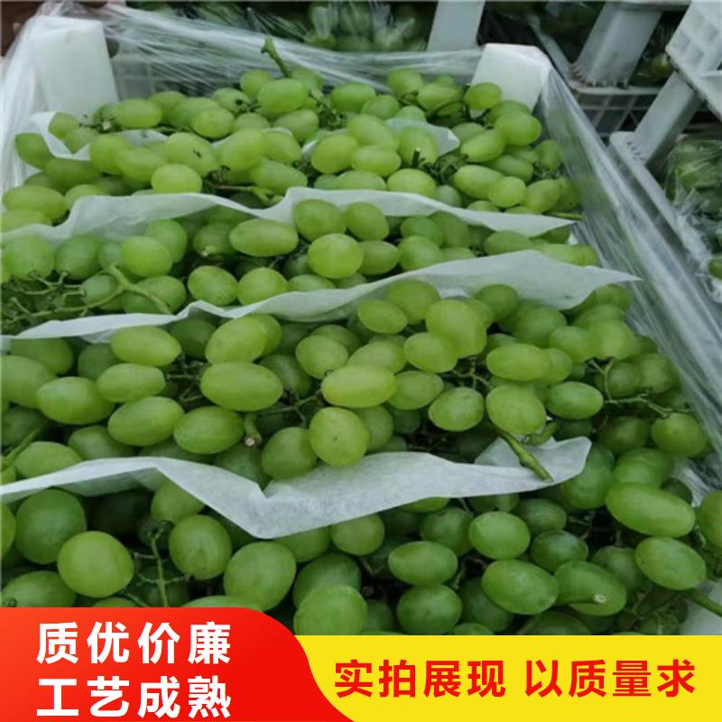 葡萄猕猴桃苗厂家批发价同城制造商