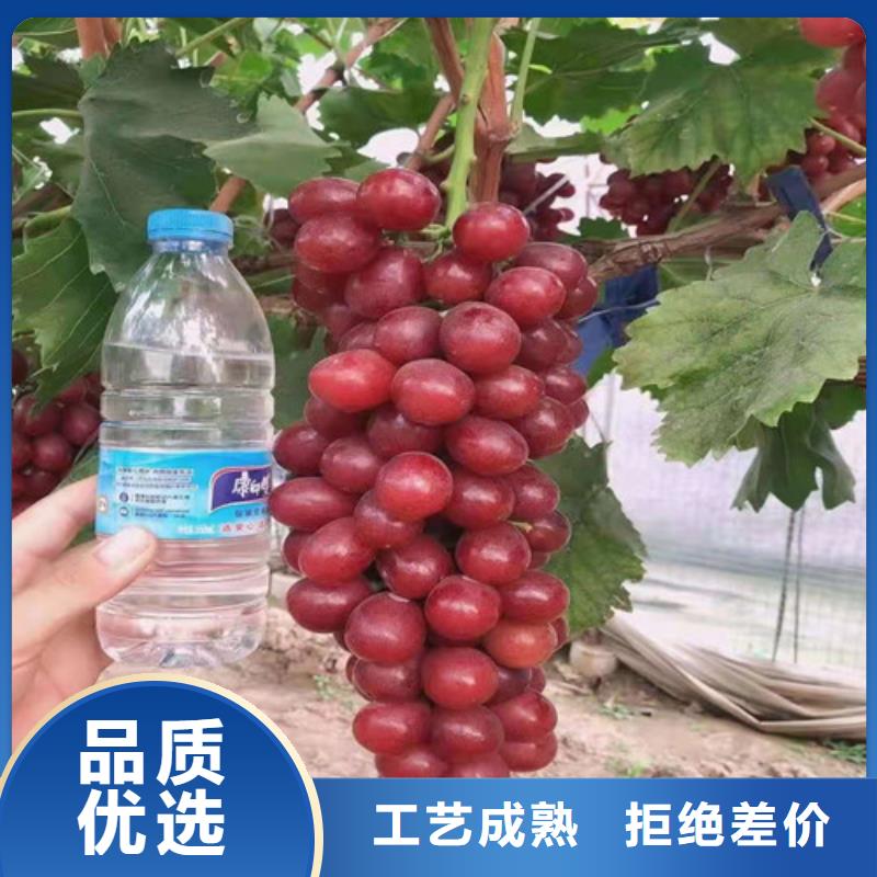 葡萄-木瓜海棠苗质优价保工艺成熟