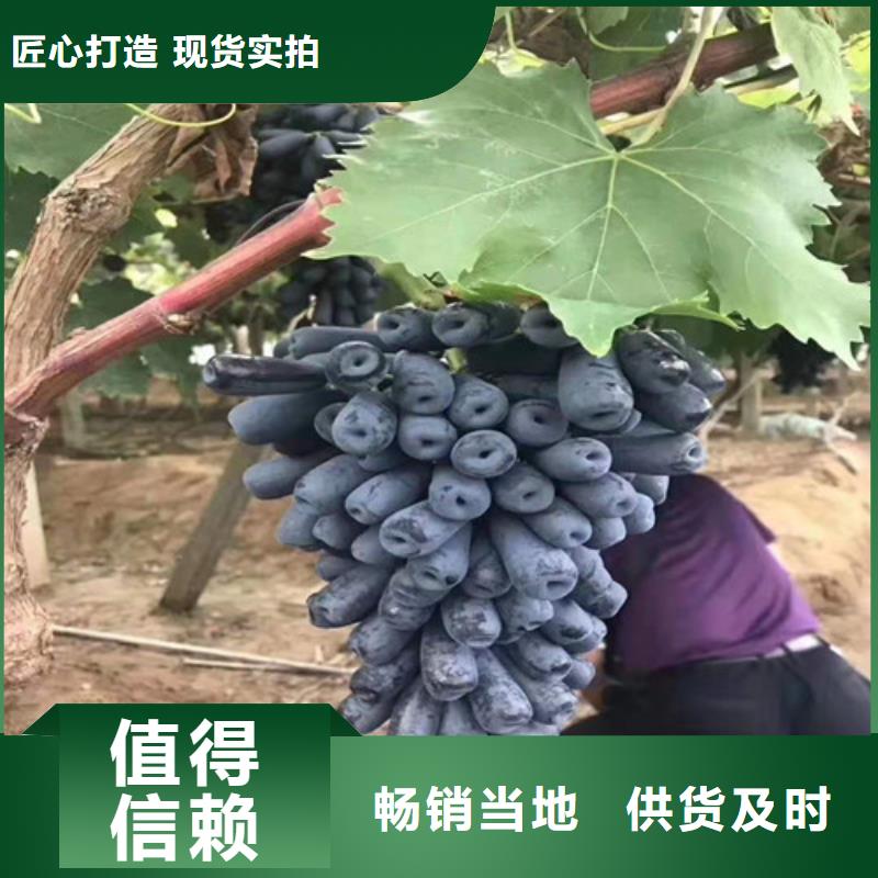 【葡萄,核桃苗设备齐全支持定制】实力才是硬道理