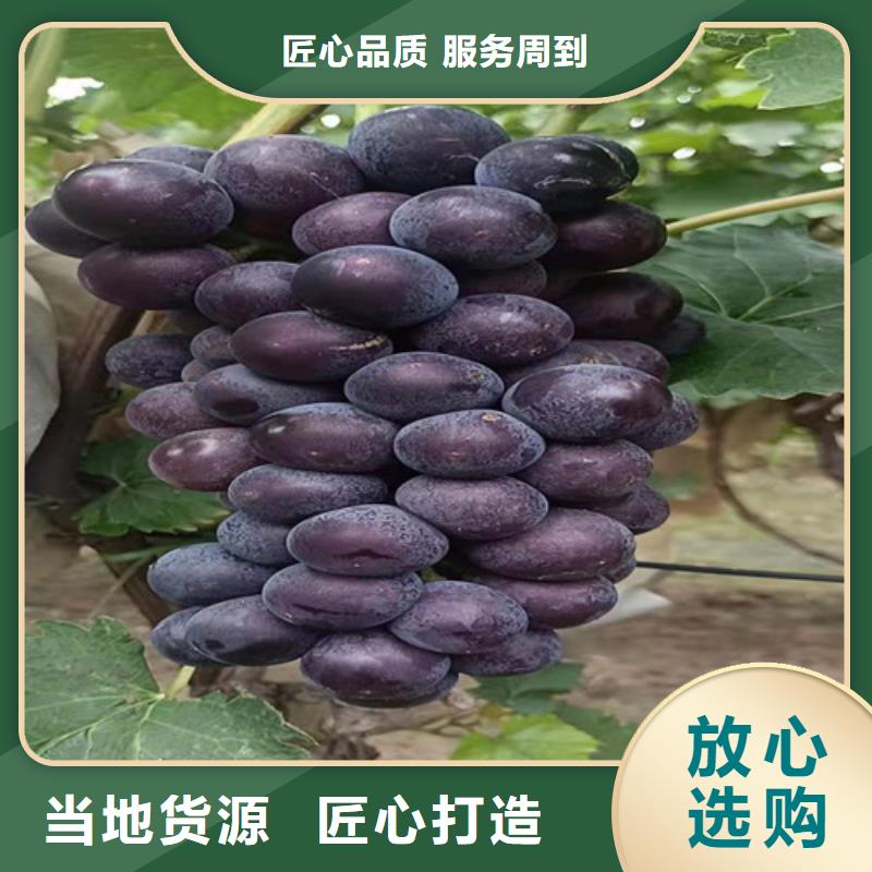 葡萄海棠盆景苗细节展示同城服务商