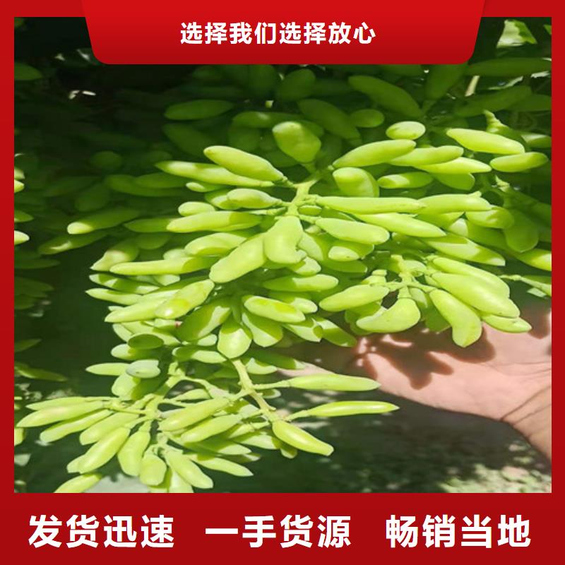 葡萄核桃苗打造行业品质专注质量
