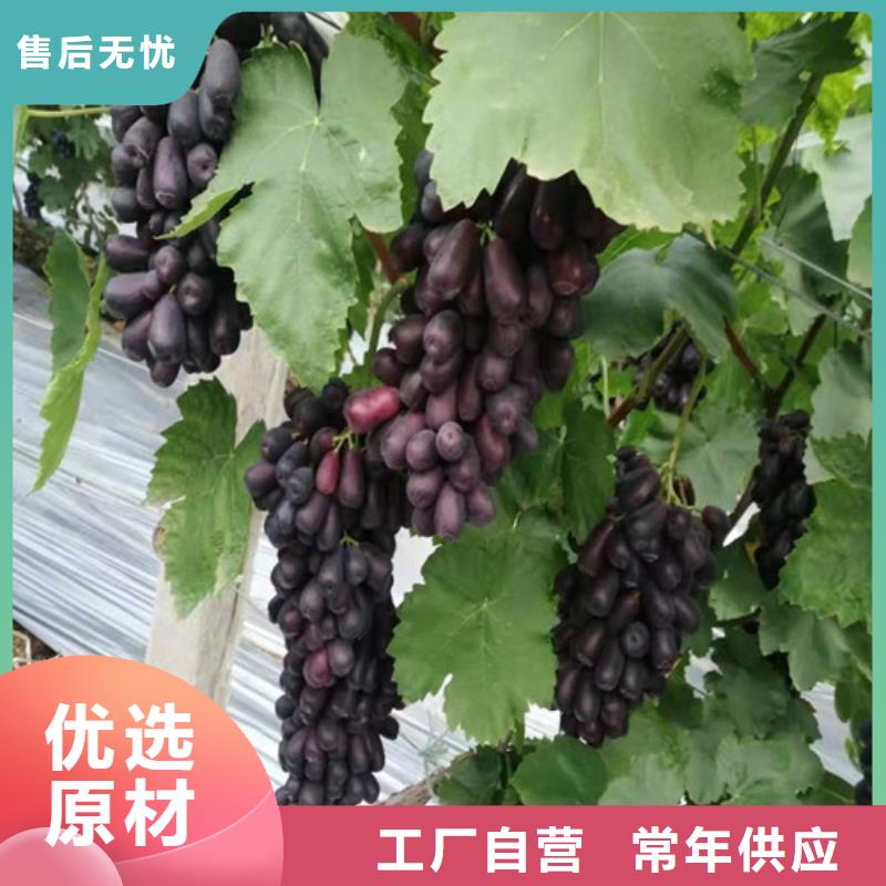 葡萄,桃树苗敢与同行比价格根据要求定制