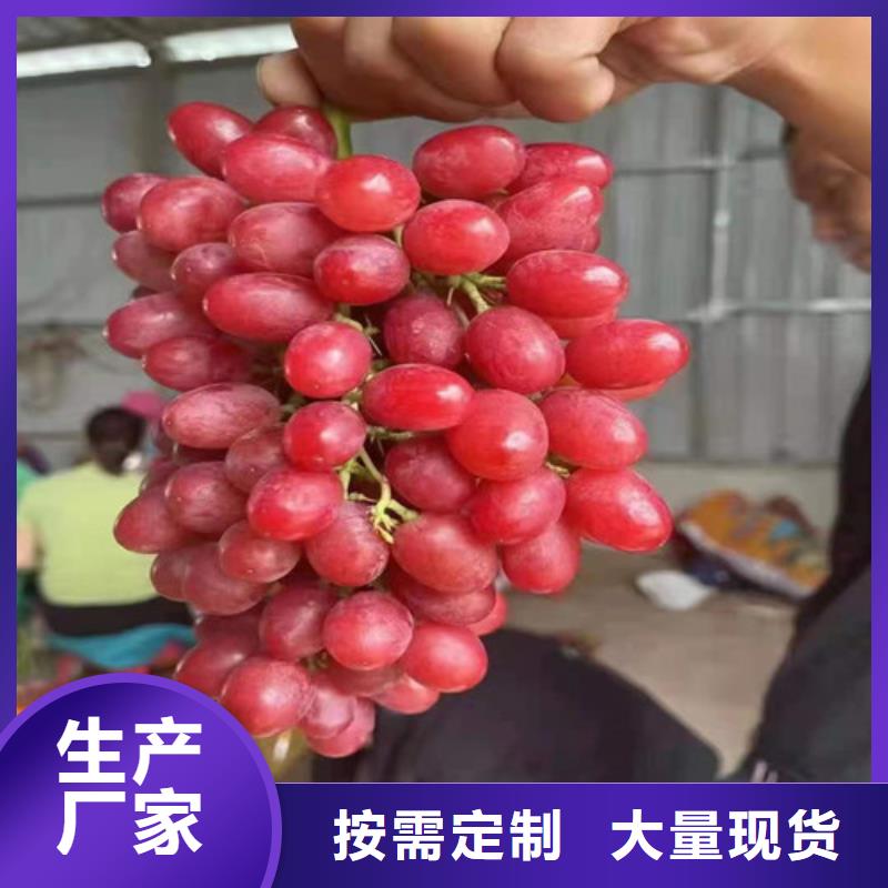 葡萄酥脆一号货源直销专注细节专注品质