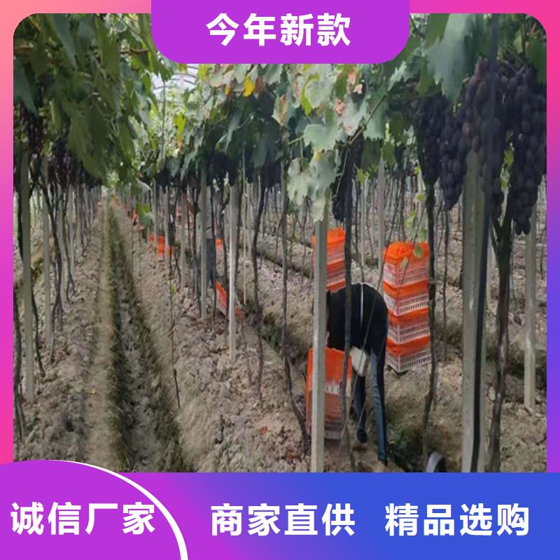 葡萄-樱桃树苗根据要求定制服务至上