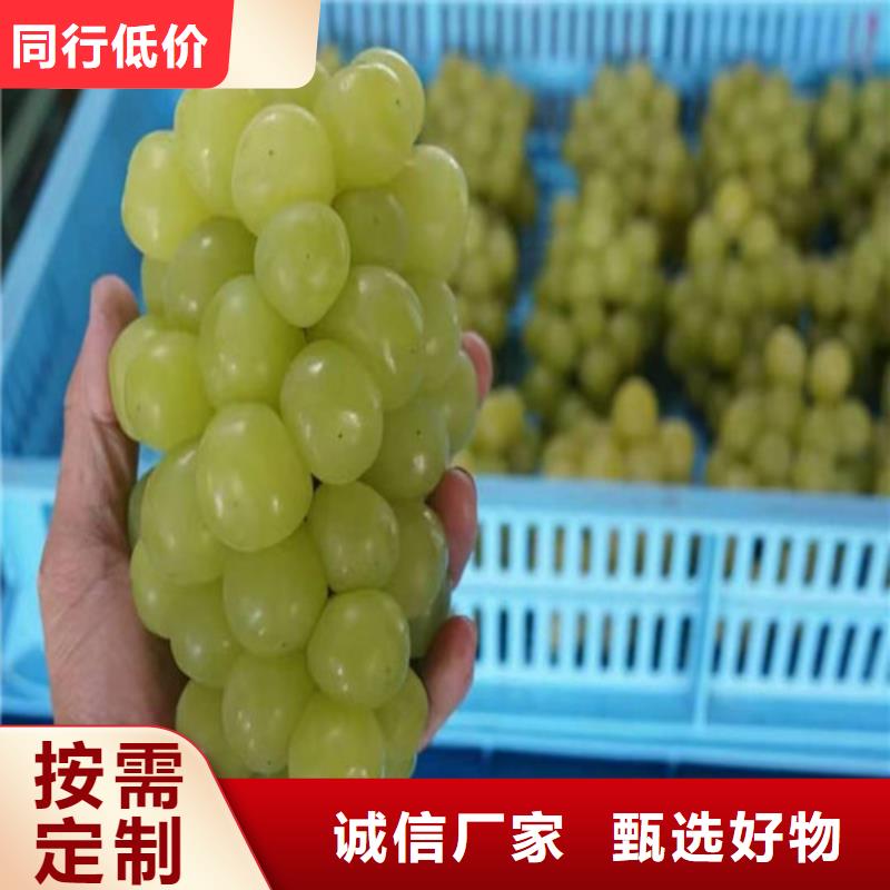 葡萄_梨树苗实体厂家支持定制当地制造商