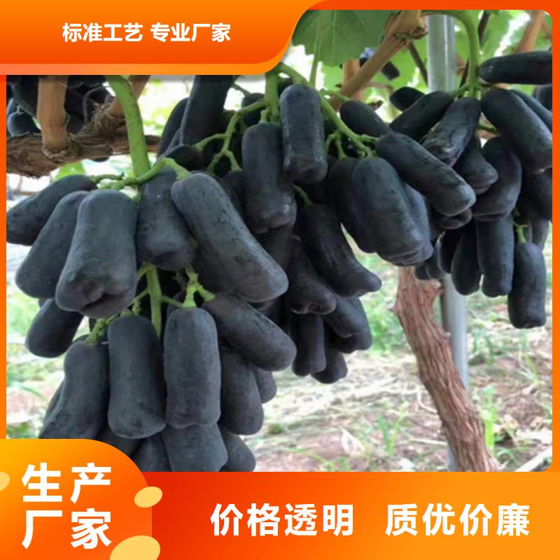 葡萄_珍珠油杏货源稳定当地服务商