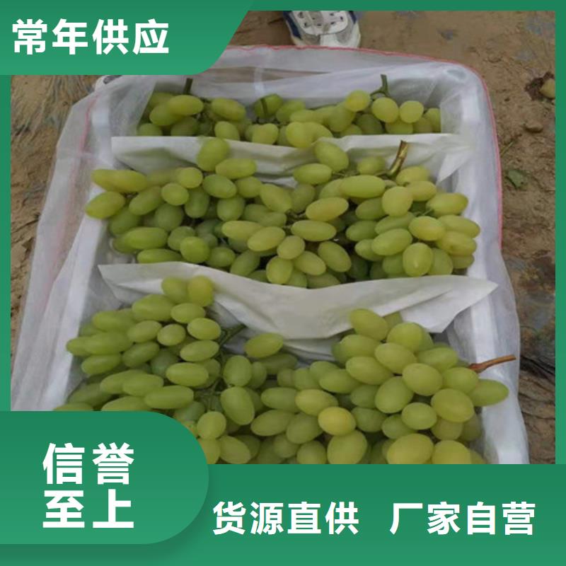 ​葡萄葡萄苗定制定做当地制造商