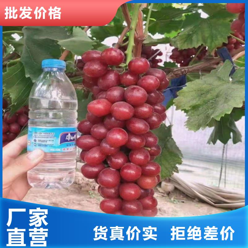 【葡萄】-梨树苗自营品质有保障本地生产厂家
