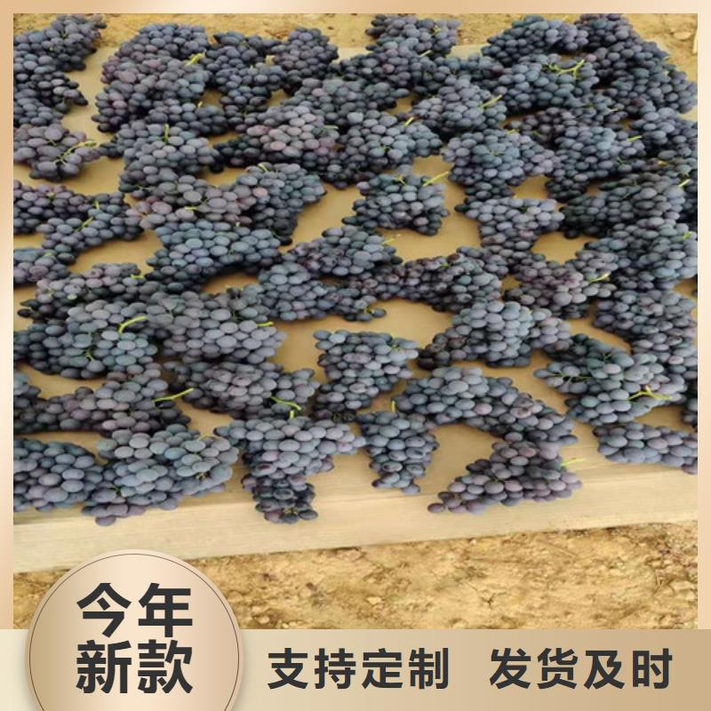 【葡萄】1公分杏树苗厂家精选大厂家实力看得见
